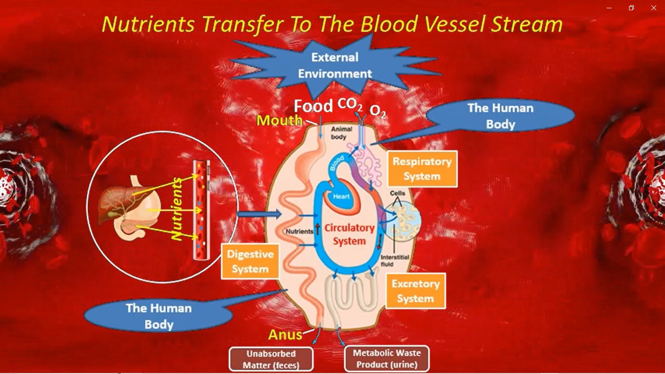 Understanding Diabetes